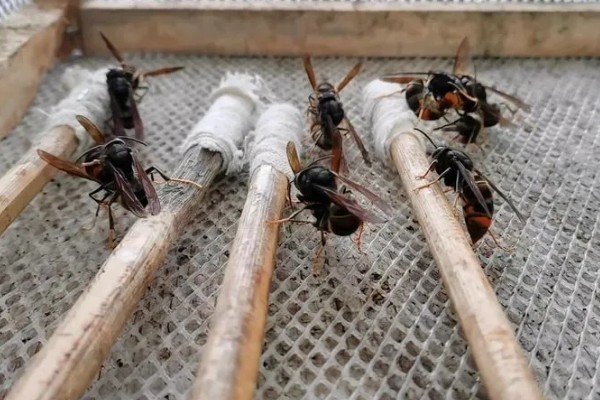 养殖马蜂的方法，需要办理特种养殖证