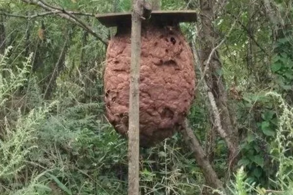 养殖马蜂的方法，需要办理特种养殖证