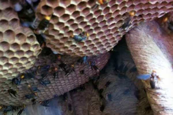 养殖马蜂的方法，需要办理特种养殖证