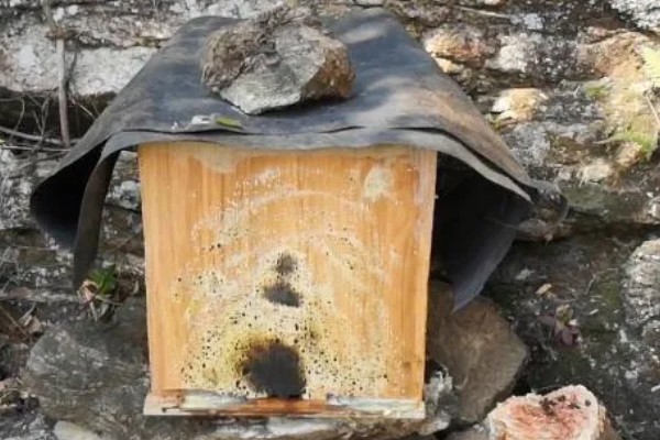 诱蜂的有效方法，可在蜂箱内壁和巢门处涂抹蜂蜡