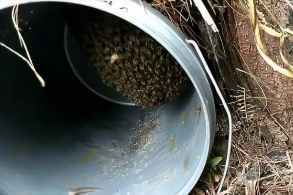 诱蜂的有效方法，可在蜂箱内壁和巢门处涂抹蜂蜡