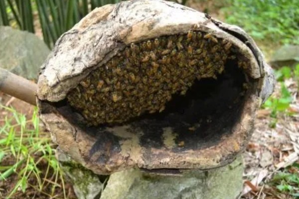 诱蜂的有效方法，可在蜂箱内壁和巢门处涂抹蜂蜡