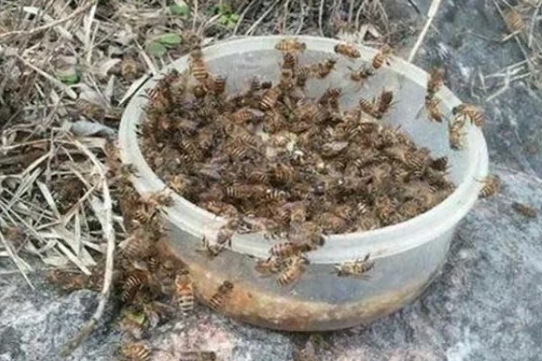 诱蜂的有效方法，可在蜂箱内壁和巢门处涂抹蜂蜡