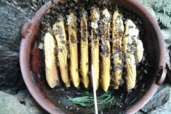 诱蜂的有效方法，可在蜂箱内壁和巢门处涂抹蜂蜡