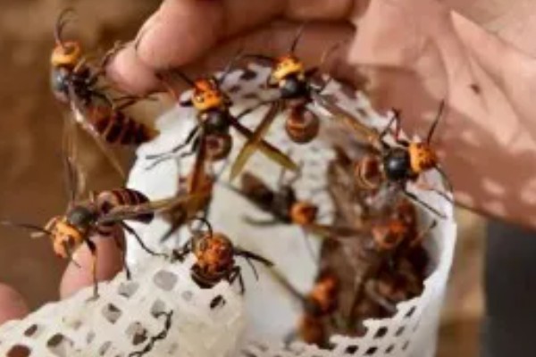 养殖马蜂的方法，需要办理特种养殖证