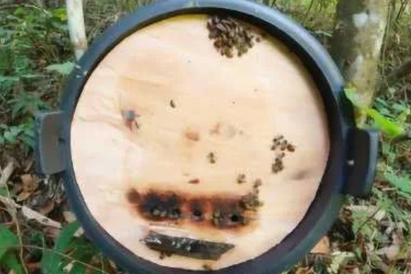 诱蜂的有效方法，可在蜂箱内壁和巢门处涂抹蜂蜡