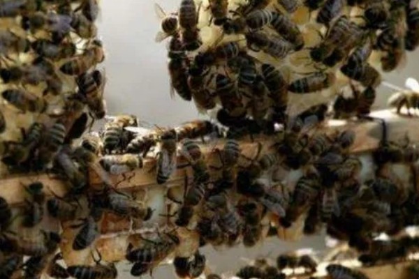 养殖马蜂的方法，需要办理特种养殖证