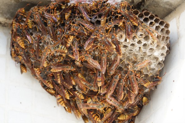 养殖马蜂的方法，需要办理特种养殖证