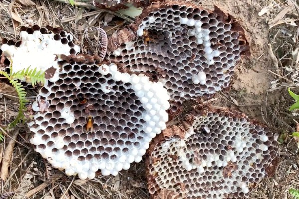 养殖马蜂的方法，需要办理特种养殖证