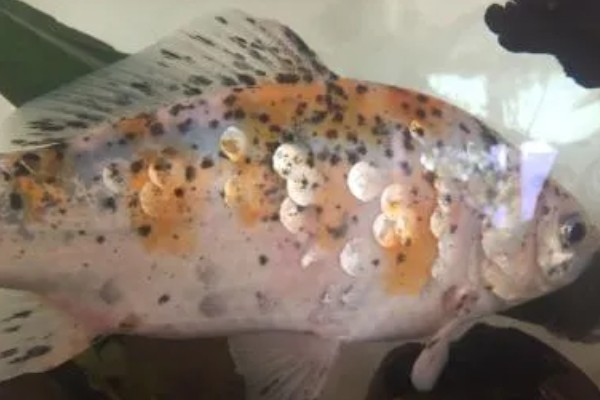 鱼身上有白点如何处理，提高水温可以灭杀小瓜虫