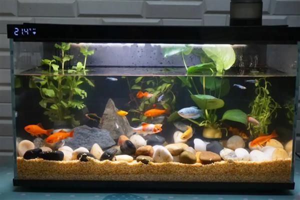 大鱼会不会吃小鱼，肉食性与杂食性大鱼具有吃小鱼的习惯