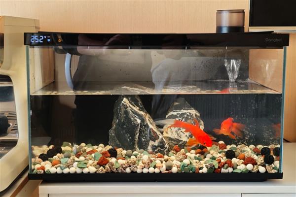 大鱼会不会吃小鱼，肉食性与杂食性大鱼具有吃小鱼的习惯