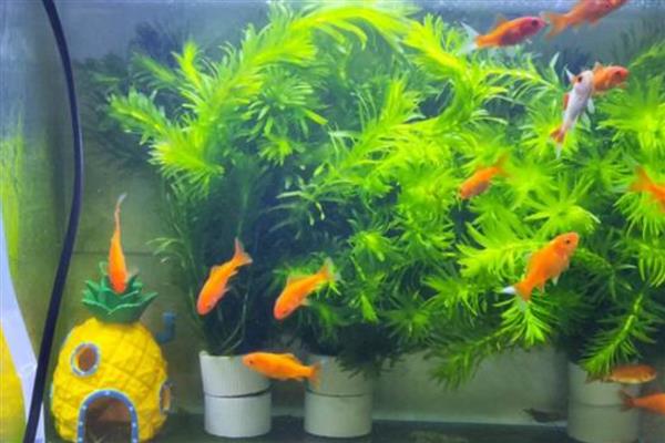 大鱼会不会吃小鱼，肉食性与杂食性大鱼具有吃小鱼的习惯