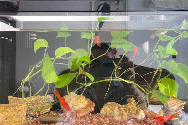 大鱼会不会吃小鱼，肉食性与杂食性大鱼具有吃小鱼的习惯