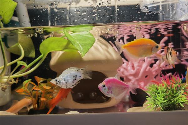 大鱼会不会吃小鱼，肉食性与杂食性大鱼具有吃小鱼的习惯