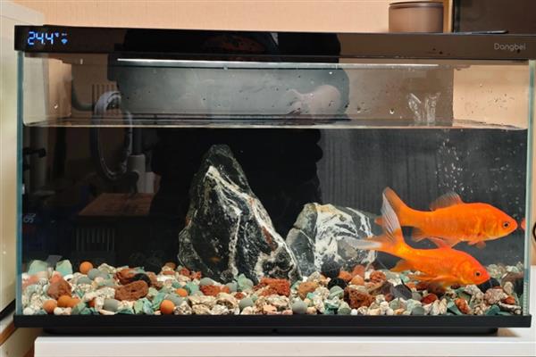 大鱼会不会吃小鱼，肉食性与杂食性大鱼具有吃小鱼的习惯