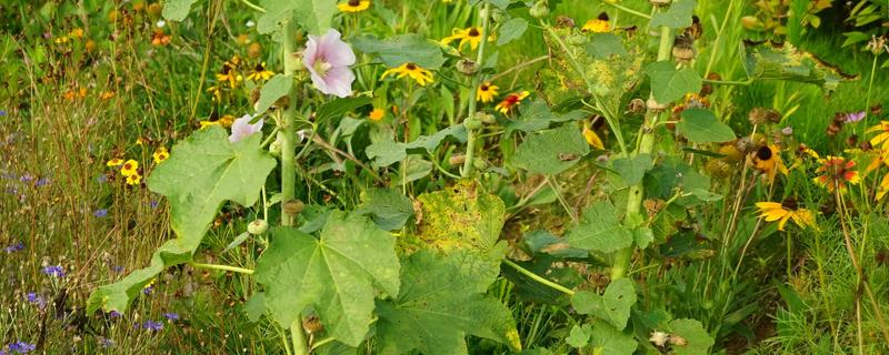 蜀葵什么时候播种，北方地区推荐春播