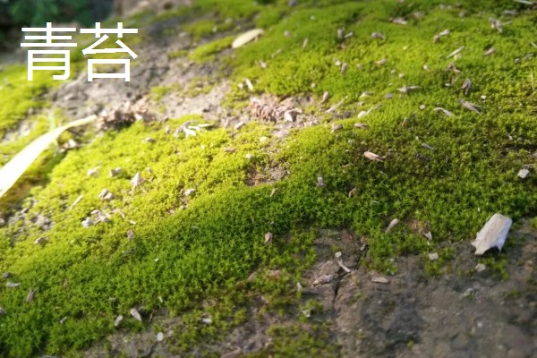 哪些植物可以预报天气,大雨将至时河底的青苔会浮出水面