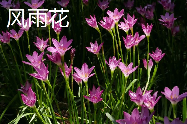 哪些植物可以预报天气,大雨将至时河底的青苔会浮出水面