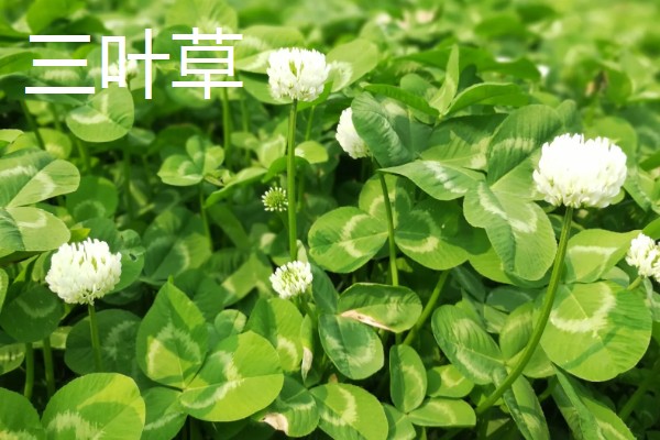 哪些植物可以预报天气,大雨将至时河底的青苔会浮出水面