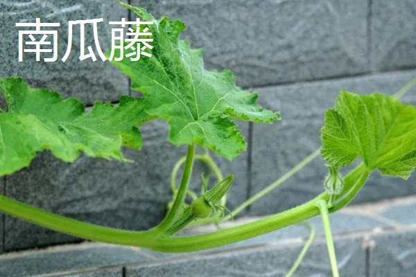 哪些植物可以预报天气,大雨将至时河底的青苔会浮出水面