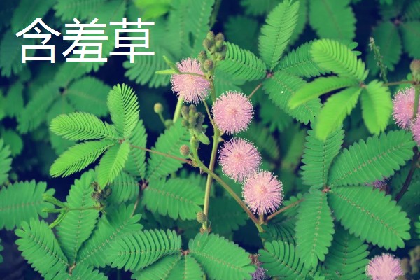 哪些植物可以预报天气,大雨将至时河底的青苔会浮出水面
