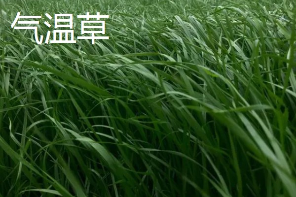 哪些植物可以预报天气,大雨将至时河底的青苔会浮出水面