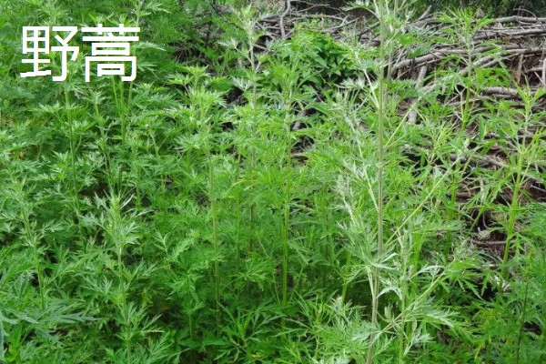 哪些植物可以预报天气,大雨将至时河底的青苔会浮出水面