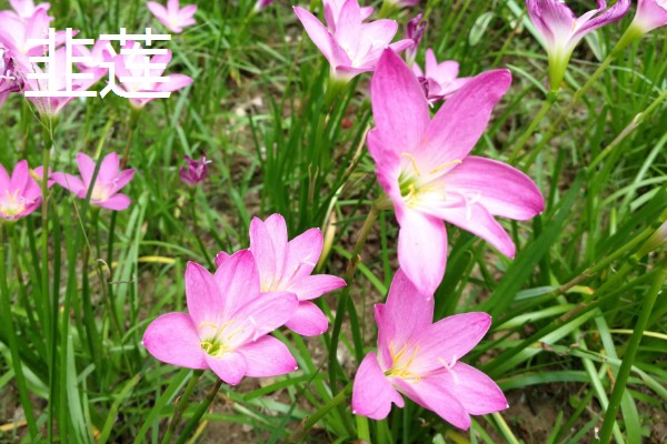 哪些植物可以预报天气,大雨将至时河底的青苔会浮出水面