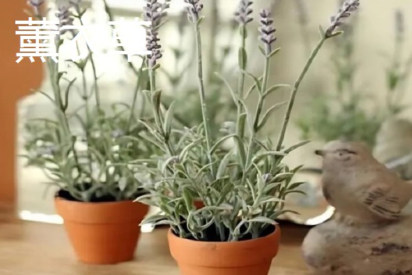 哪些植物可以预报天气,大雨将至时河底的青苔会浮出水面