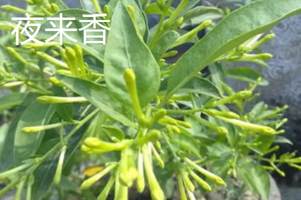哪些植物可以预报天气,大雨将至时河底的青苔会浮出水面