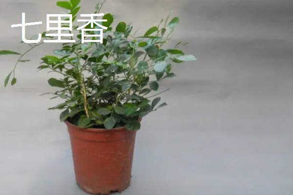 哪些植物可以预报天气,大雨将至时河底的青苔会浮出水面