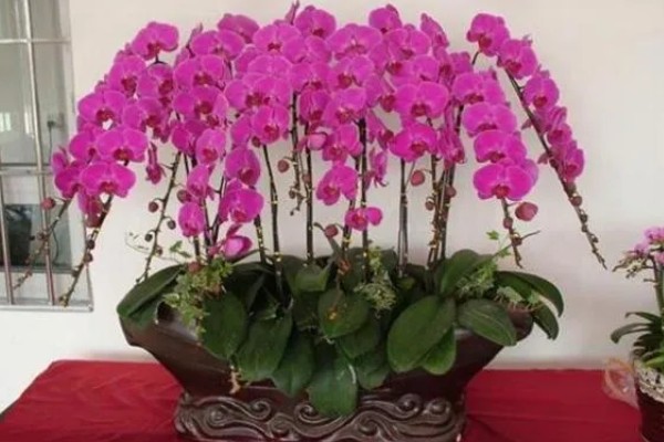 蝴蝶兰的花语,寓意鸿运当头、珍贵友谊等