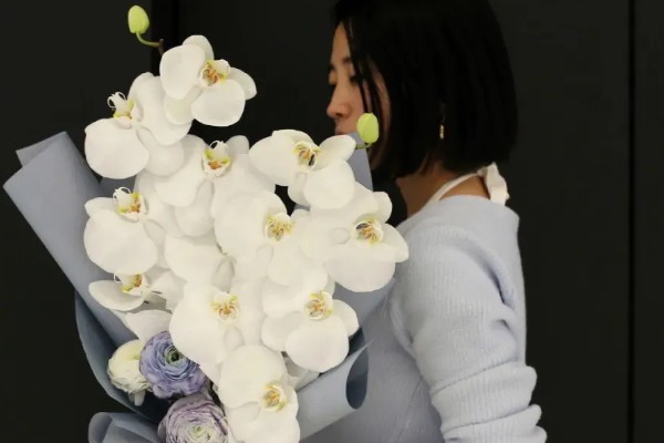 蝴蝶兰的花语,寓意鸿运当头、珍贵友谊等