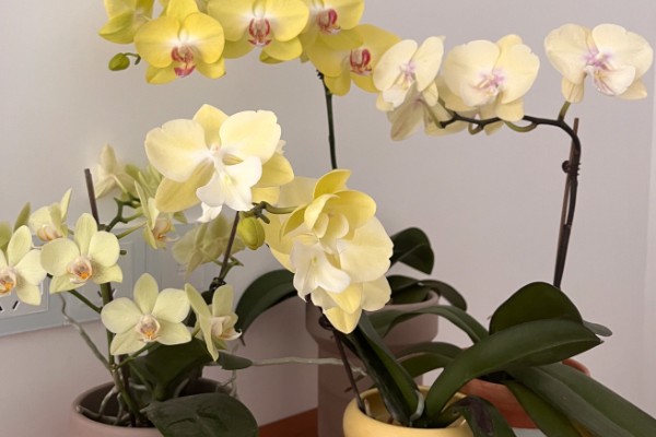 蝴蝶兰的花语,寓意鸿运当头、珍贵友谊等