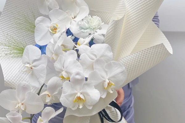 蝴蝶兰的花语,寓意鸿运当头、珍贵友谊等