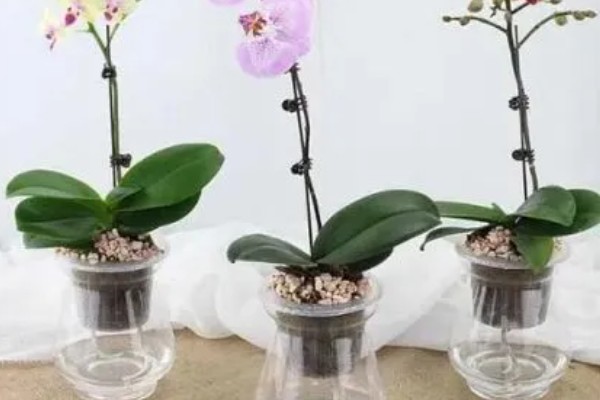 蝴蝶兰的花语,寓意鸿运当头、珍贵友谊等