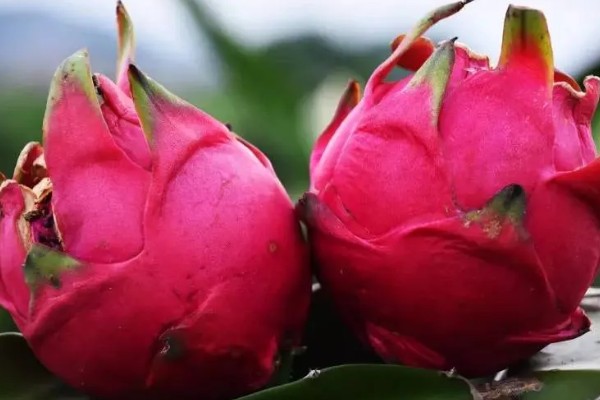 火龙果红心与白心的区别，颜色、口感、价格不同