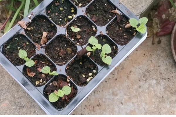 蜀葵什么时候播种，北方地区推荐春播