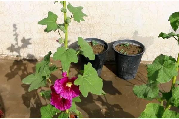 蜀葵什么时候播种，北方地区推荐春播