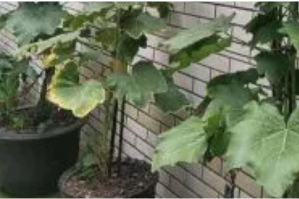 蜀葵什么时候播种，北方地区推荐春播