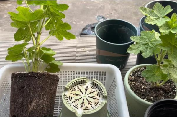 蜀葵什么时候播种，北方地区推荐春播