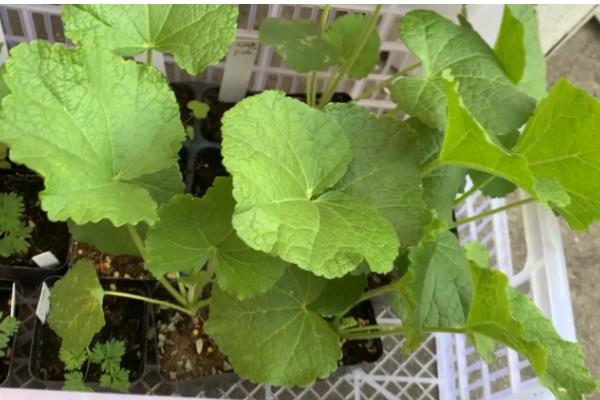 蜀葵什么时候播种，北方地区推荐春播