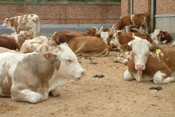 肉牛如何快速育肥,要注意选好育肥牛牛犊
