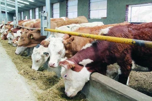 肉牛如何快速育肥,要注意选好育肥牛牛犊