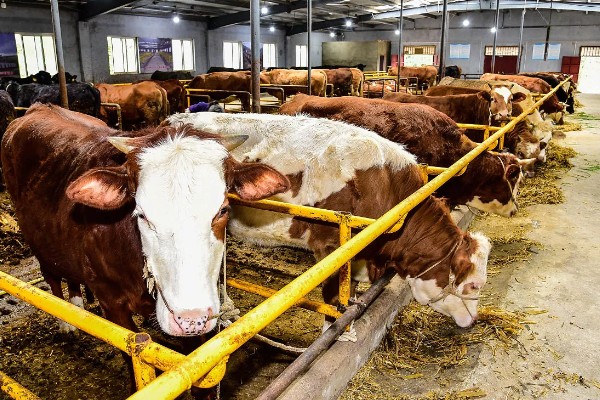 肉牛如何快速育肥,要注意选好育肥牛牛犊