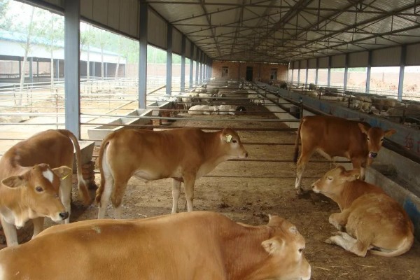 肉牛如何快速育肥,要注意选好育肥牛牛犊