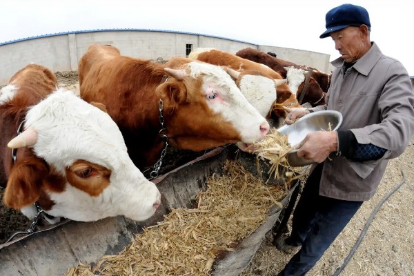 肉牛如何快速育肥,要注意选好育肥牛牛犊