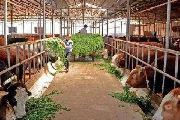 肉牛如何快速育肥,要注意选好育肥牛牛犊