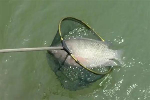 罗非鱼什么温度开口，要尽量选择20℃以上的天气